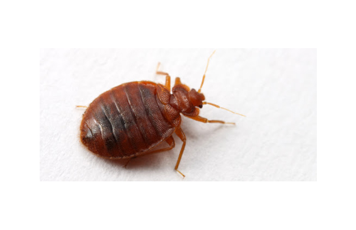  Bed Bugs Control Services in Chennai
