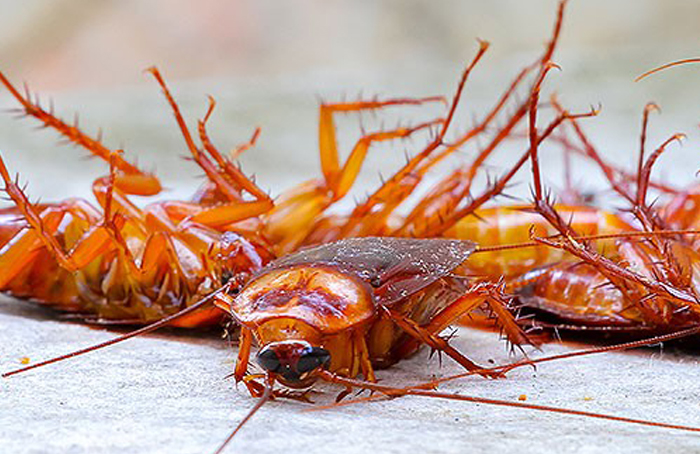 Cockroach control services in Chennai