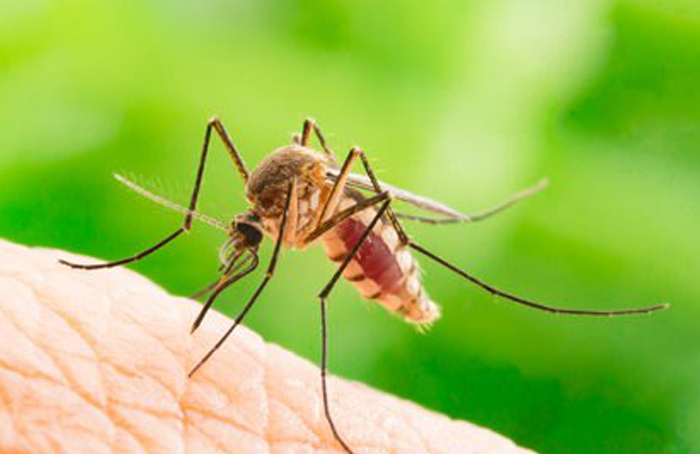 Mosquito Control Service in Chennai
