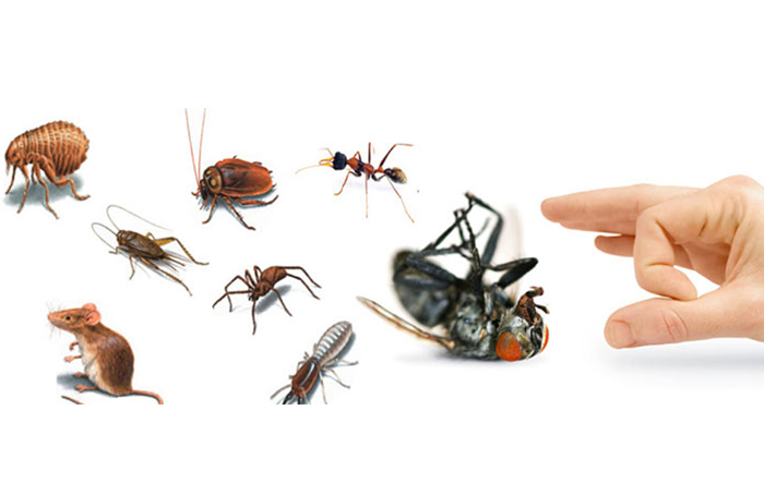 general pest control Services in Chennai