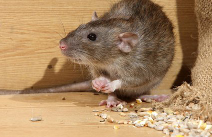 Rodent control services in Chennai