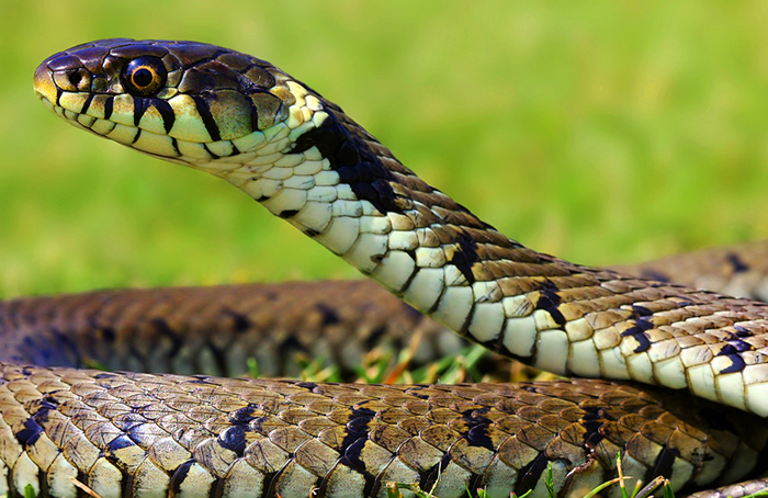 Snake control services in Chennai